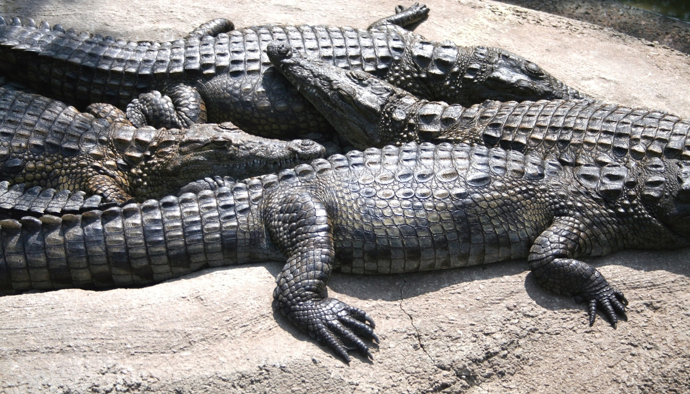 What People Trade for Crocodile, March 2022