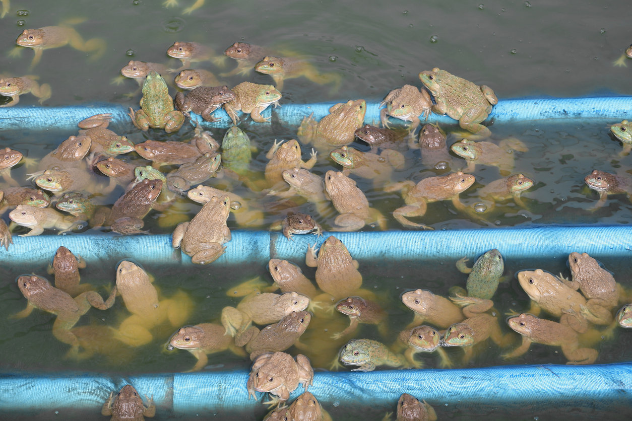 Giant Frog China Trade,Buy China Direct From Giant Frog Factories at