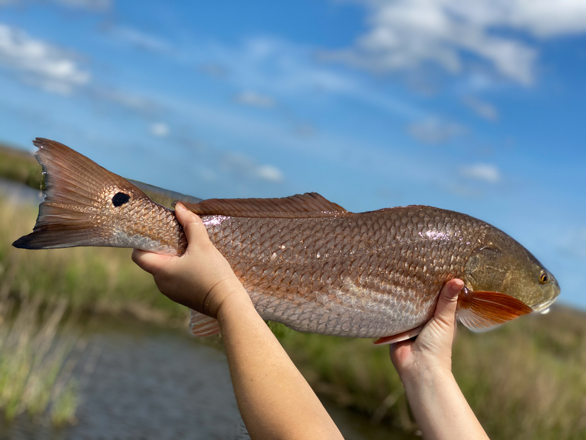 Red Drum, or Redfish  Agricultural Marketing Resource Center