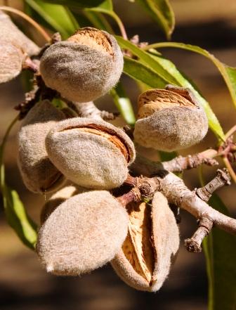 Almond production