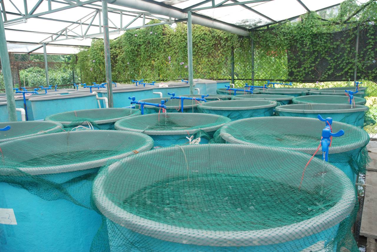 Types Of Aquaculture Systems Pdf - Design Talk
