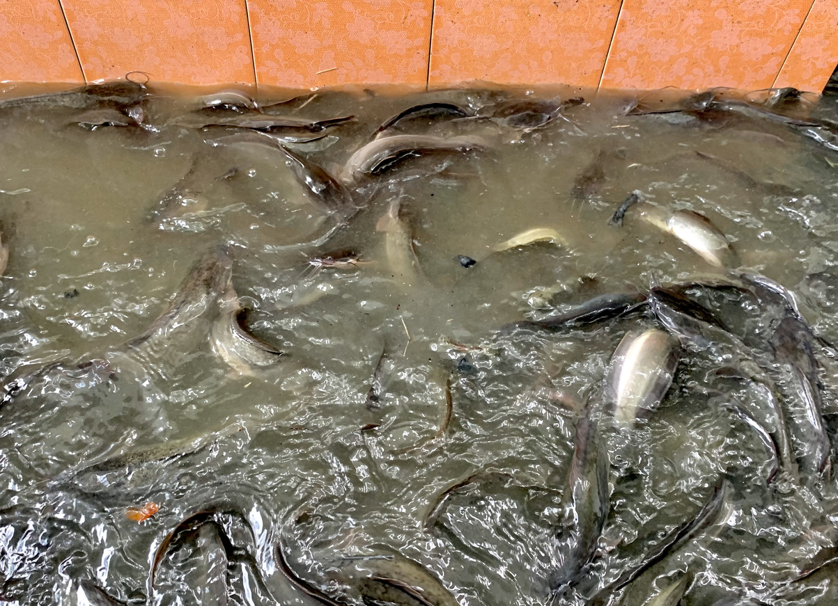 Feed prices affecting consumer catfish prices
