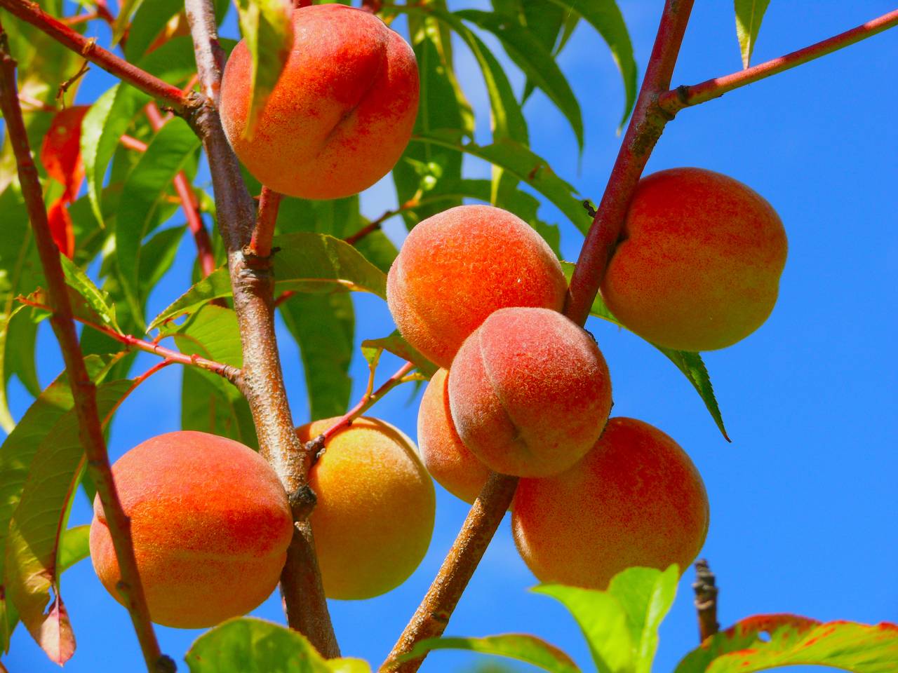 Peach, Fruit, Description, History, Cultivation, Uses, & Facts